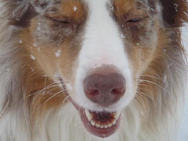 Sneevlokjes op zn koppie