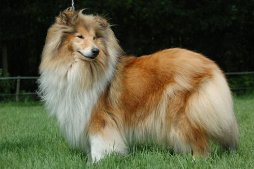 Schotse Herdershond, Langhaar