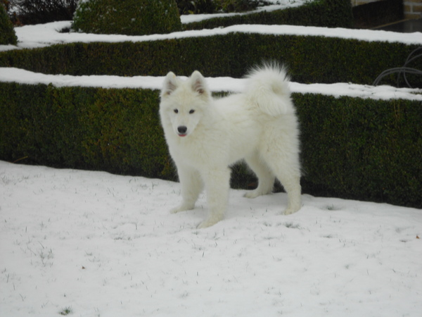 mikai in de sneeuw