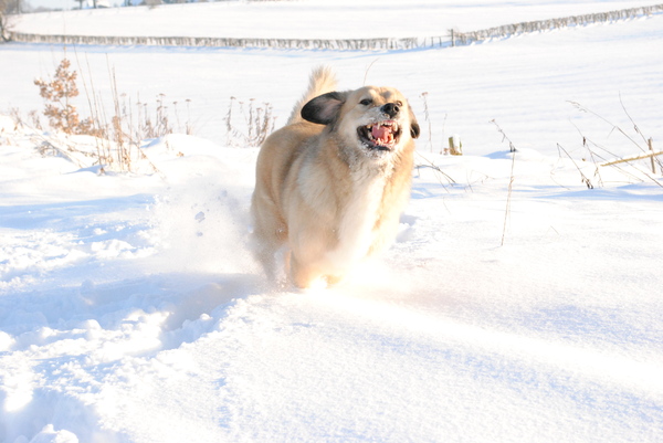 Yucca wordt helemaal gek bij sneeuw :D