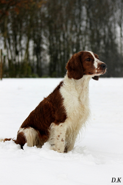 Heerlijk met de kont in de koude sneeuw. 