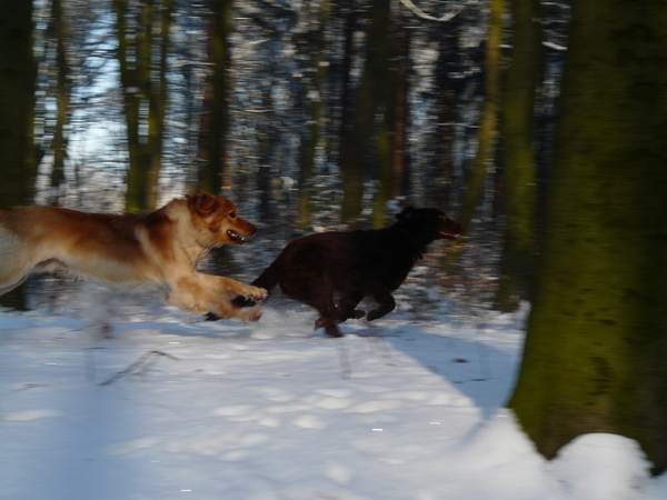 Rennen met Ravik en Ringo