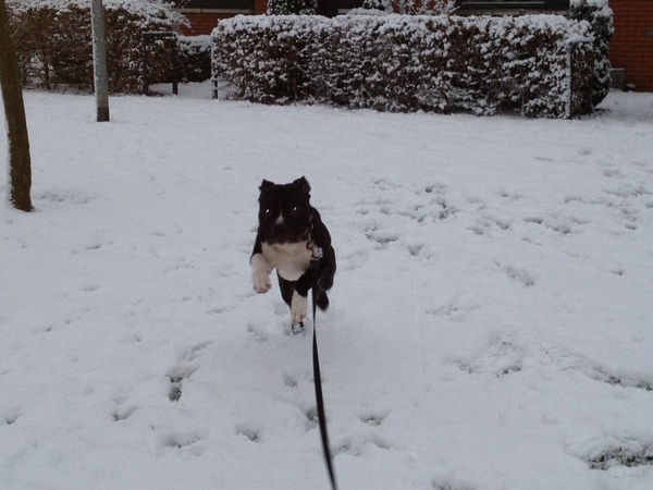Bee ziet de sneeuw voor het eerst