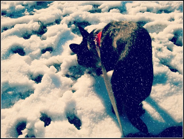 Ik zie voor het eerst sneeuw!