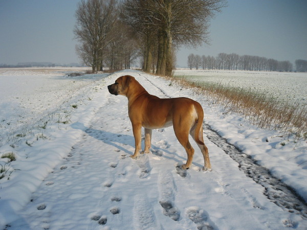 de eerste sneeuw voor een ZuidAfrikaan