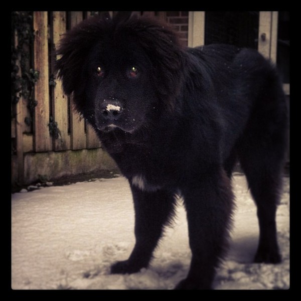 Balou zoekt sneeuwballen