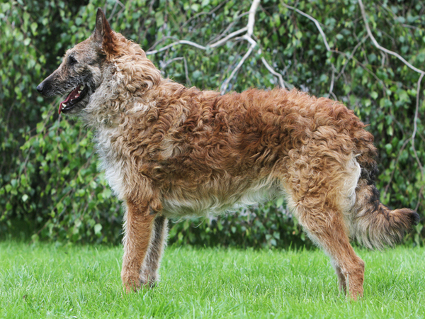 Belgische Herdershond, Laekense