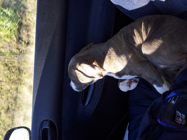 American Staffordshire Terrier