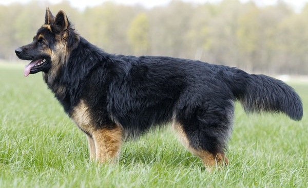 Oud Duitse Herdershond