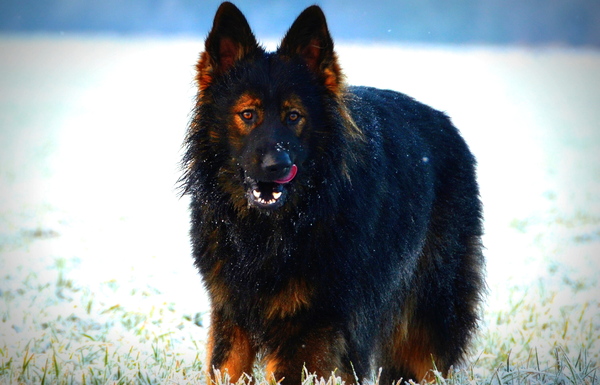 Oud Duitse Herdershond