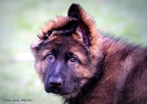 Oud Duitse Herdershond