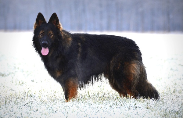 Oud Duitse Herdershond