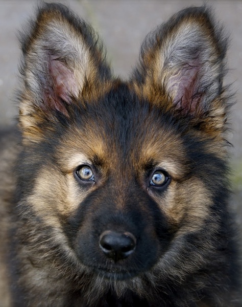 Oud Duitse Herdershond