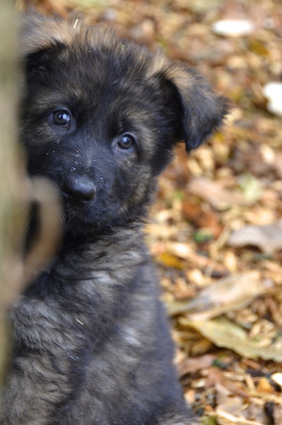 Oud Duitse Herdershond