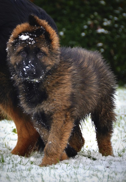 Oud Duitse Herdershond