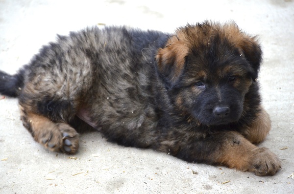 Oud Duitse Herdershond