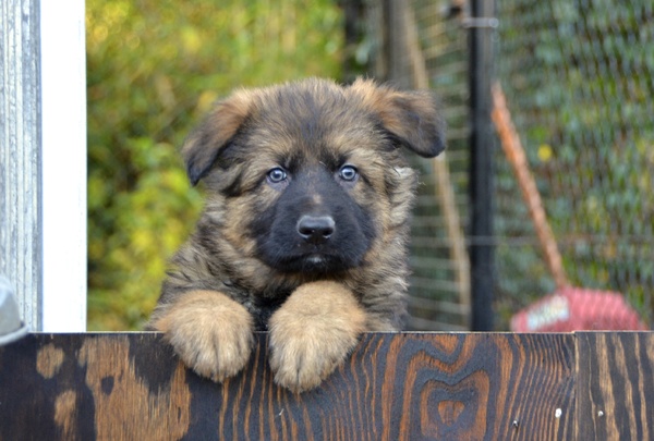 Oud Duitse Herdershond