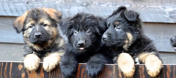 Oud Duitse Herdershond