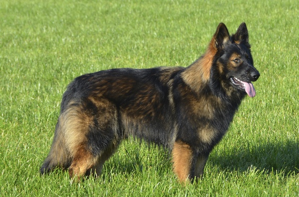 Oud Duitse Herdershond