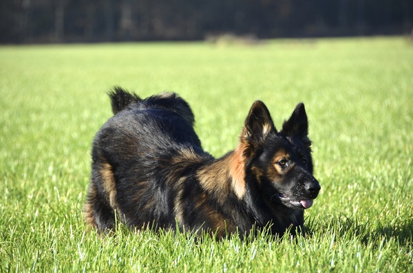 Oud Duitse Herdershond