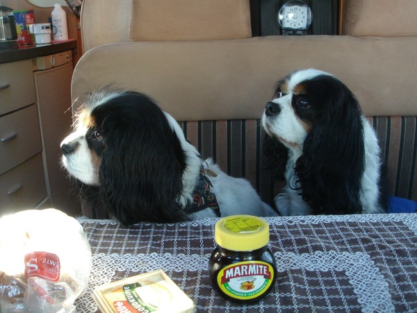Cavalier King Charles Spaniel