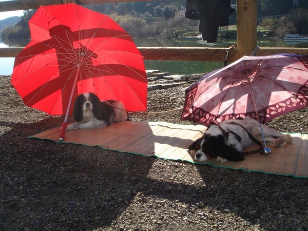 Cavalier King Charles Spaniel