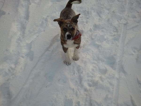 Ik heb eccchhhhttt niet in de sneeuw gespeeld