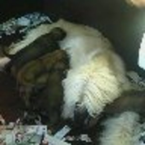 El Jamrah of paradise