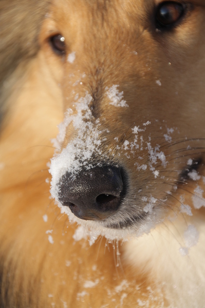 Een mooi neusje van een mooie hond