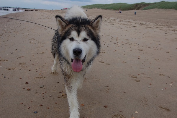 Alaskan Malamute