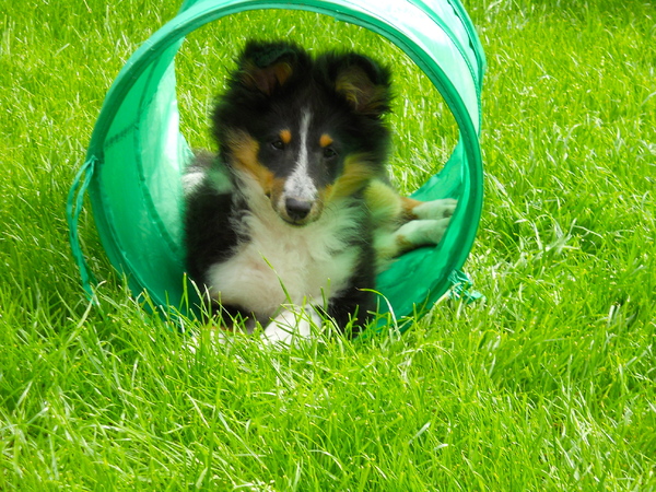 Sheltie