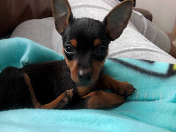 Chico November 2012 1