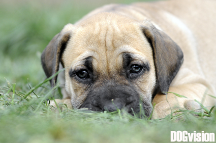 Bo de Boerboel