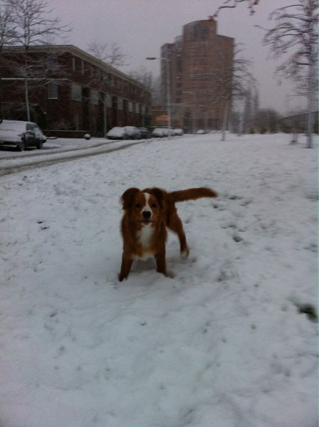 Nova Scotia Duck Tolling Retriever