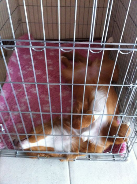 Nova Scotia Duck Tolling Retriever