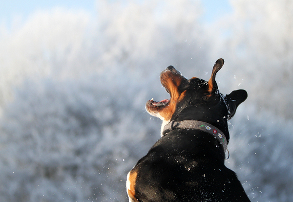 Sneeuwpret met Ollie