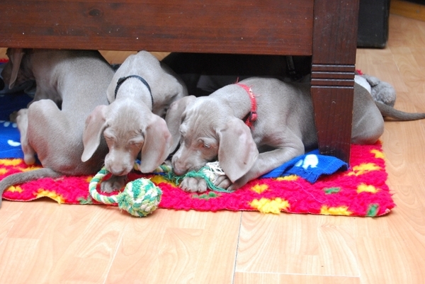 Meander Weimaraners-Leonor & Robert Honing