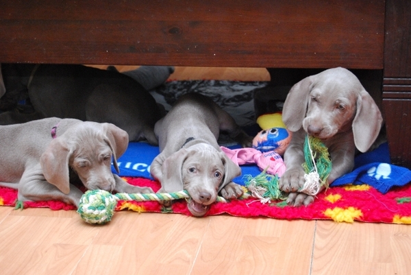 Meander Weimaraners-Leonor & Robert Honing
