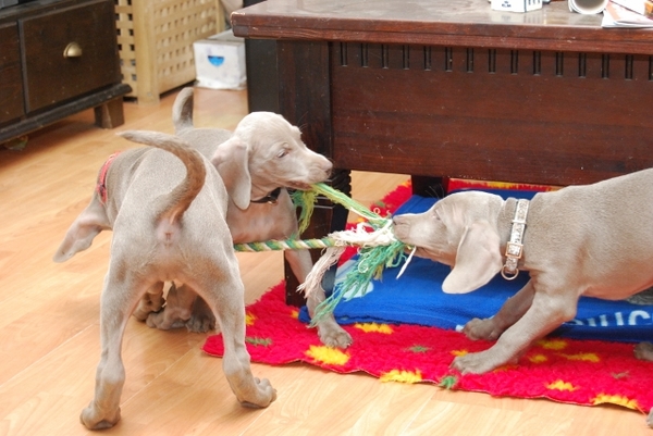 Meander Weimaraners-Leonor & Robert Honing