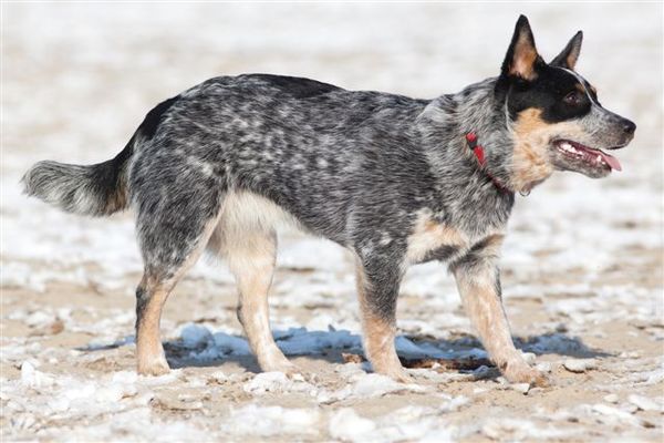 Australian Cattle Dog