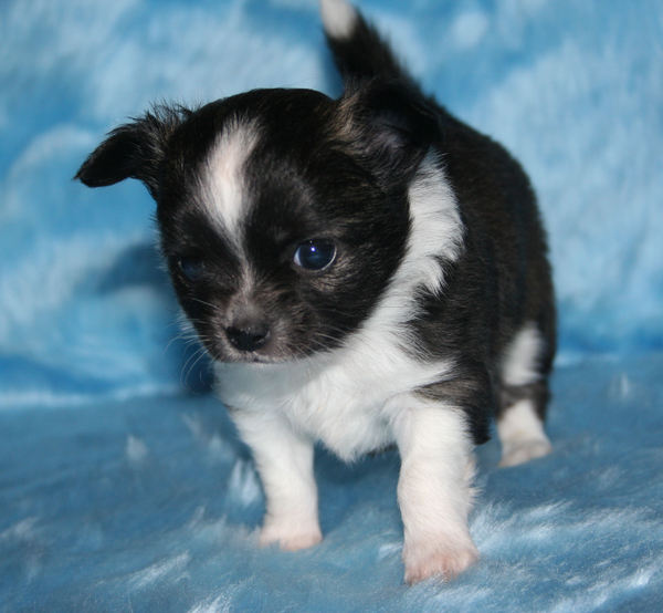 Chihuahua Kennel From Capa's Home