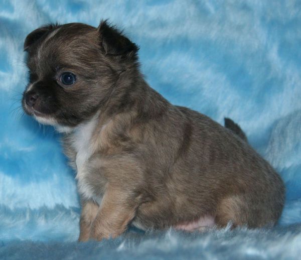 Chihuahua Kennel From Capa's Home