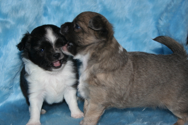 Chihuahua Kennel From Capa's Home