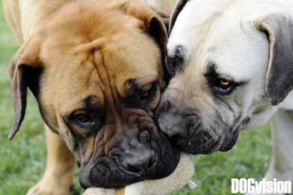 Ade Boerboels