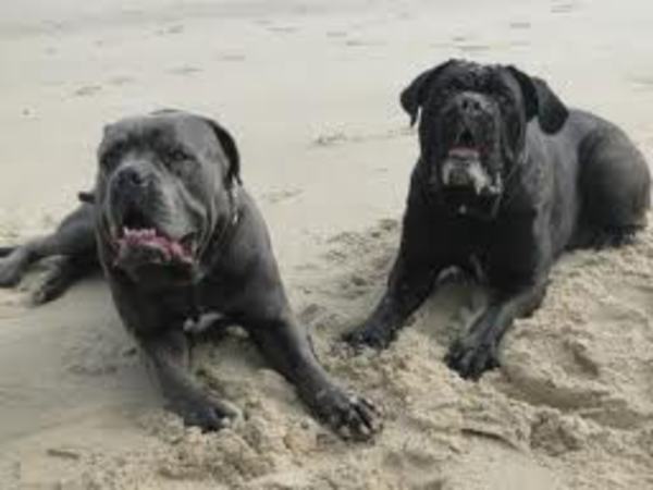 Cane Corso