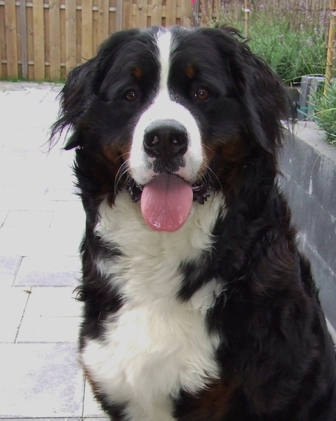 Bernersennenfriesland