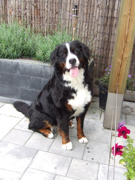 bernersennenfriesland