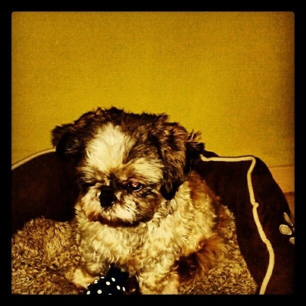 Shih Tzu