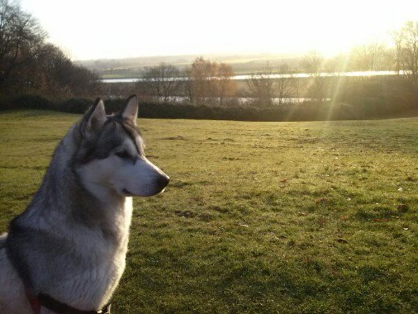Alaskan Malamute
