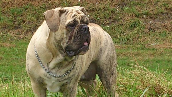 Old English Bulldog